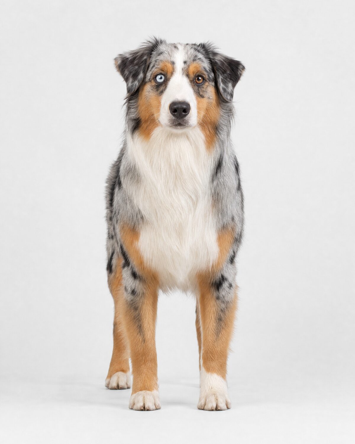 Australian Shepherd, blue merle, front view