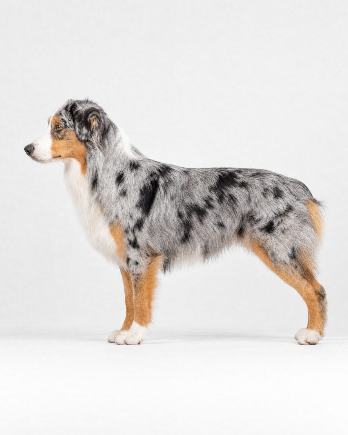 Australian Shepherd, blue merle, side view
