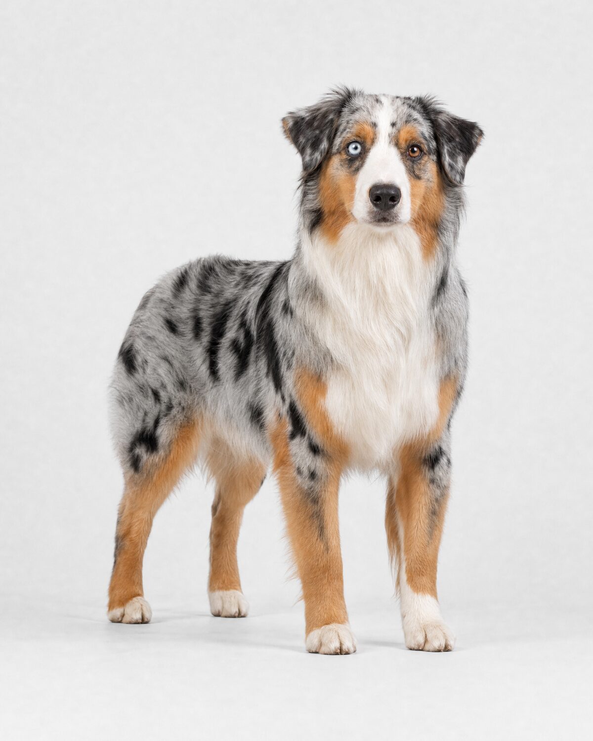 Australian Shepherd, blue merle, three-quarter view